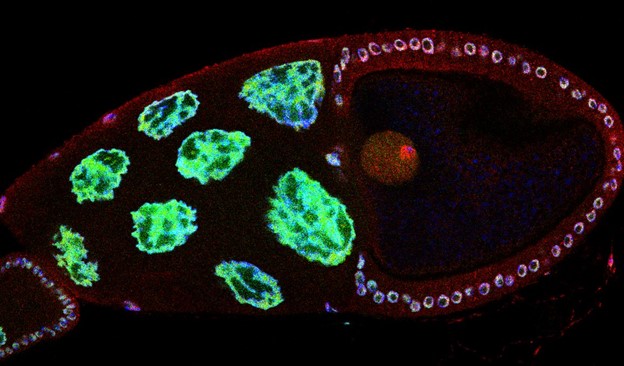 Drosophila ovariole