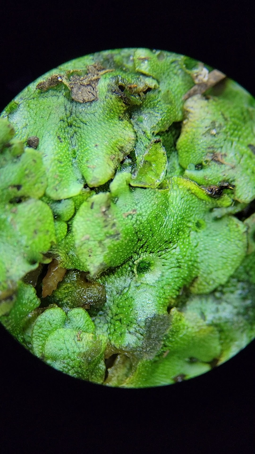 Algae through microscope