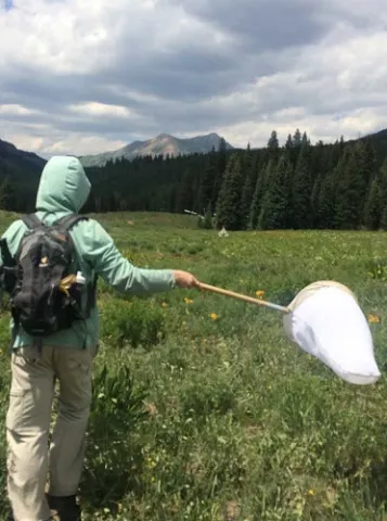 Person collecting butterflies with net