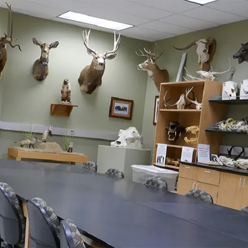 A photo from inside the UCCS Museum of Natural History
