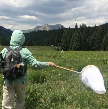 capturing butterflies 